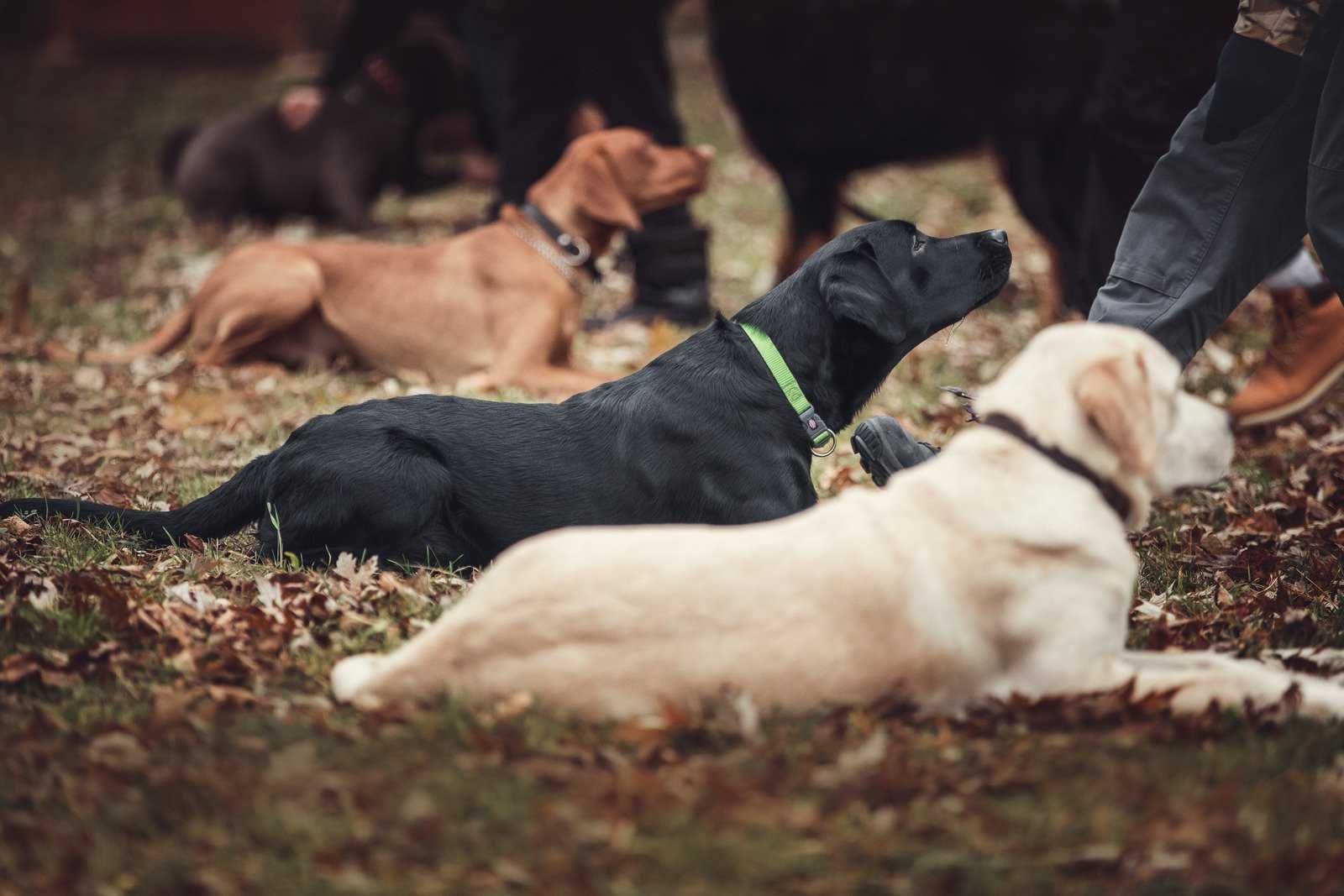 Cachorros comportados