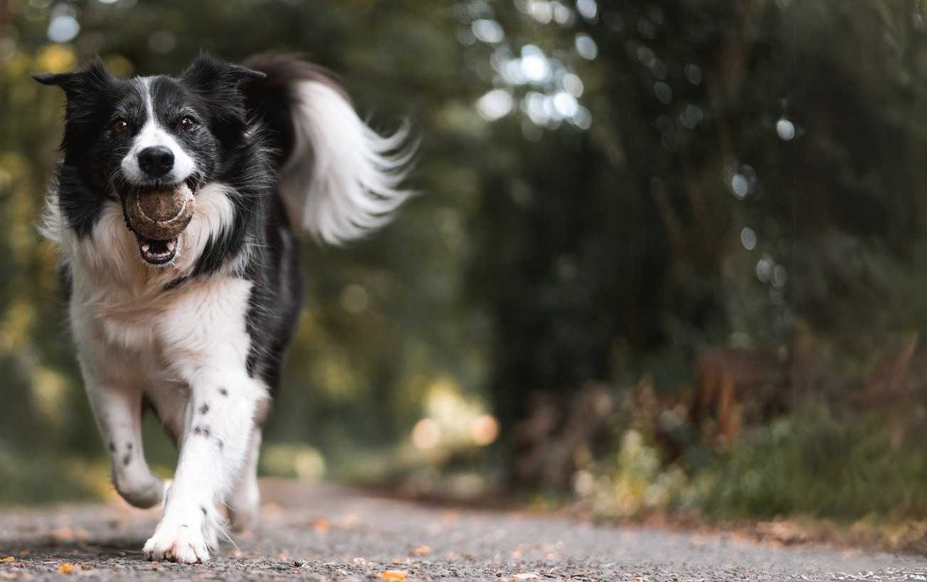 Cachorro feliz correndo