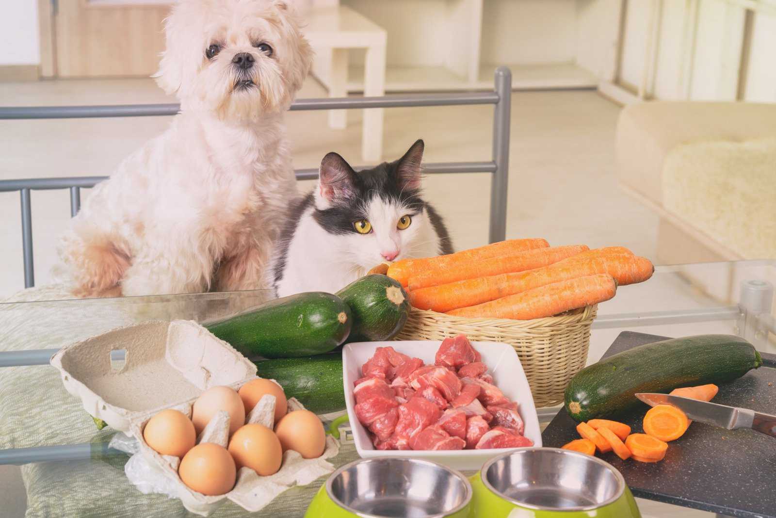 Animais bem alimentados